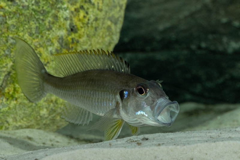 Reganochromis calliurus 'Kalalangabo'